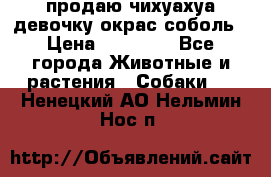 продаю чихуахуа девочку,окрас соболь › Цена ­ 25 000 - Все города Животные и растения » Собаки   . Ненецкий АО,Нельмин Нос п.